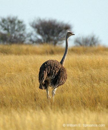 161-Ostrich  70D2-3287