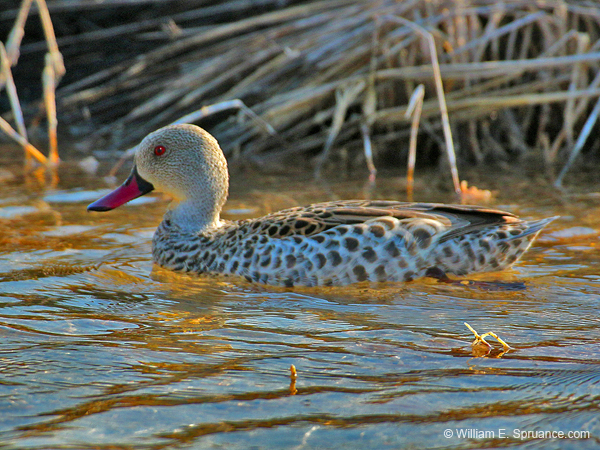 162-Red-billed Teal  70D2-3295