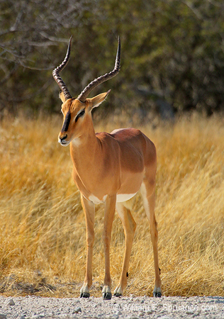 169-Black-faced Impala  70D2-3332