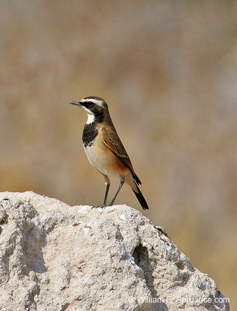 170-African Pied Wagtail  70D2-3372