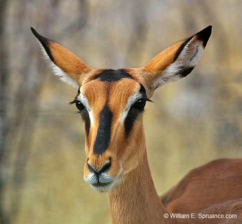 175-Black-faced Impala  70D2-3396