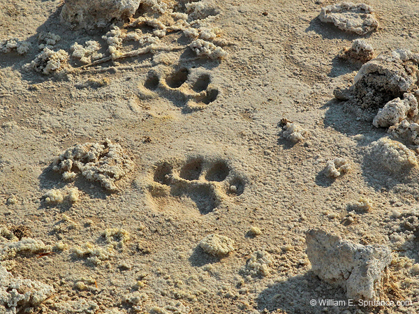176-Cat Tracks in the Sand  7J8E1438