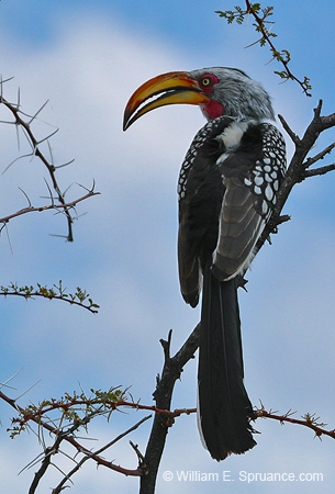 177-Southern Yellow-billed Hornbill  70D2-3401