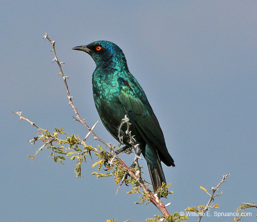 179-Burchells Starling  70D2-3492