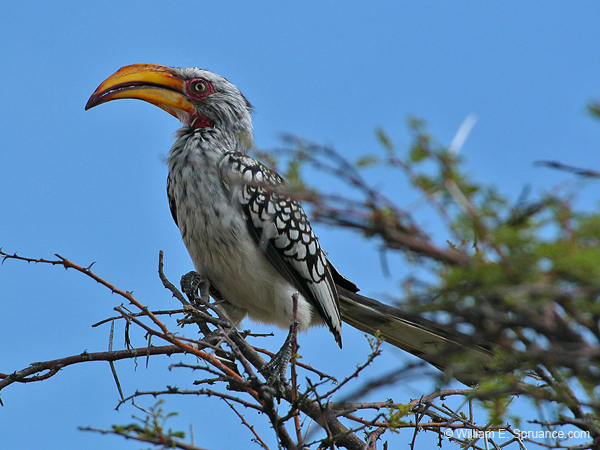 185-Southern Yellow-billed Hornbill  70D2-3444