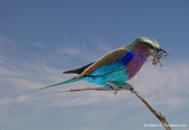 186-Lilac-breasted Roller  70D2-3483