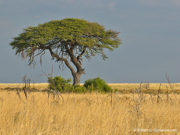 188-Acacia Tree  70D2-3527