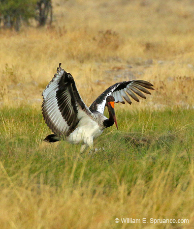 189-Saddle-billed Stork  70D2-3529