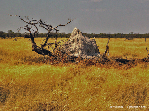 192-Termite Mound  7J8E1487