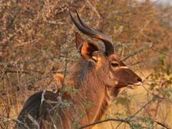 158-Kudu  70D2-3246