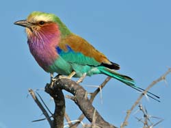 159-Lilac-breasted Roller  70D2-3282