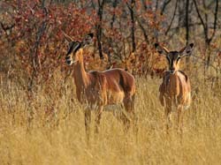 160-Black-faced Impalas  70D2-3283