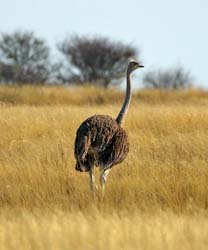 161-Ostrich  70D2-3287