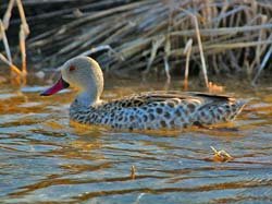 162-Red-billed Teal  70D2-3295