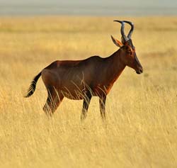 165-Red Hartebeest  70D2-3310