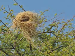 166-Weavers Nest  70D2-3322