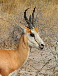 167-Kalahari Springbok  70D2-3321