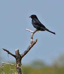 168-Fork-tailed Drongo  70D2-3366