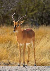 169-Black-faced Impala  70D2-3332