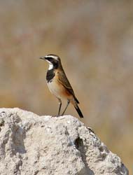 170-African Pied Wagtail  70D2-3372