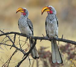 172-Southern Yellow-billed Hornbills  70D2-3405
