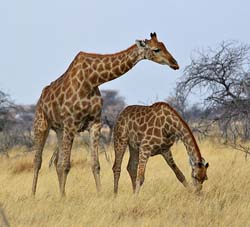 174-Giraffes  70D2-3386