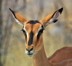 175-Black-faced Impala  70D2-3396