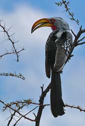 177-Southern Yellow-billed Hornbill  70D2-3401
