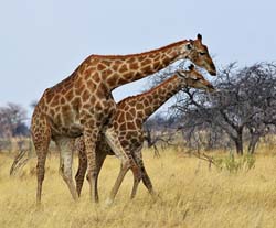 178-Giraffes  70D2-3387