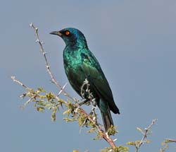 179-Burchells Starling  70D2-3492