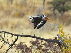 180-Southern Yellow-billed Hornbill  70D2-3407