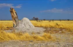 182-Termite Mound  7J8E1477