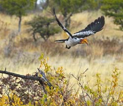 183-Southern Yellow-billed Hornbill  70D2-3408