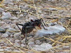 184-African Bug  70D2-3511