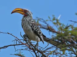 185-Southern Yellow-billed Hornbill  70D2-3444