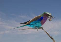 186-Lilac-breasted Roller  70D2-3483