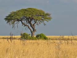 188-Acacia Tree  70D2-3527