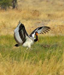189-Saddle-billed Stork  70D2-3529
