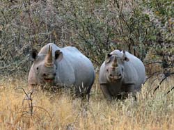 190-Black Rhinos  70D2-3539