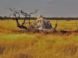 192-Termite Mound  7J8E1487