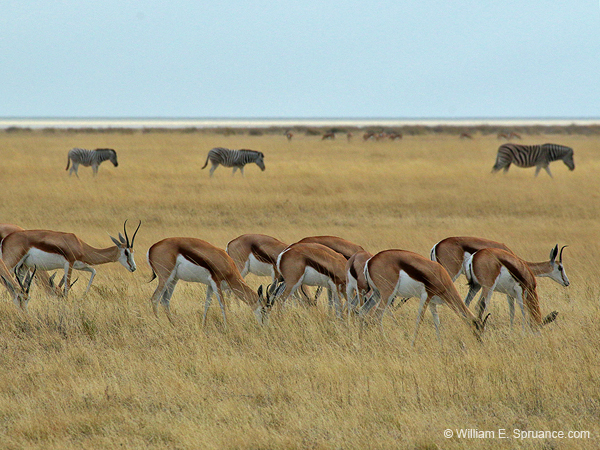 199-Impalas and Zebras Grazing  70D2-3548