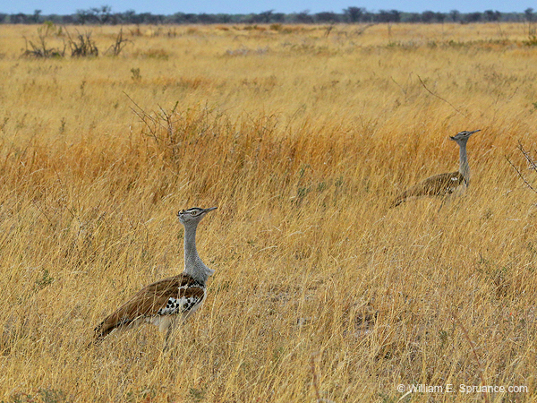 201-Kori Bustards  70D2-3567