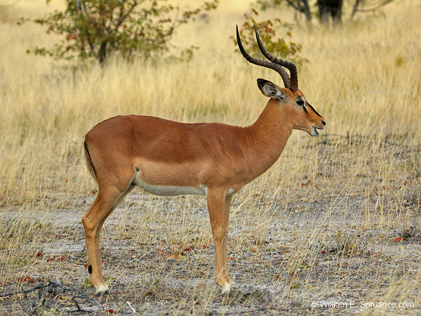 202-Black-faced Impala  70D2-3581