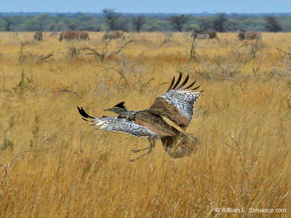 203-Kori Bustard in Flight  70D2-3577