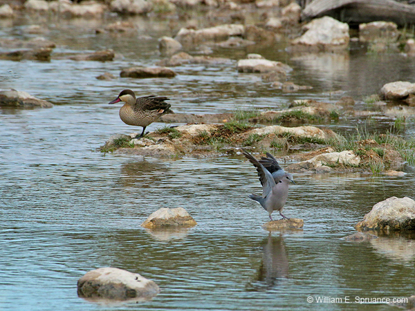 204-Red-billed Teal and Red-eyed Dove  70D2-3596