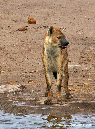 208-Spotted Hyena  70D2-3613