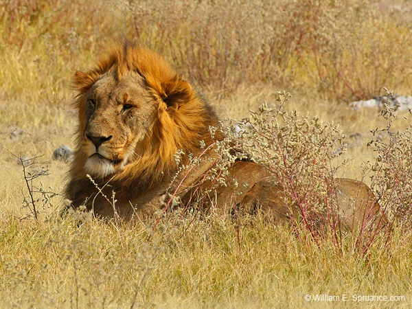 209-Male Lion  70D2-3648