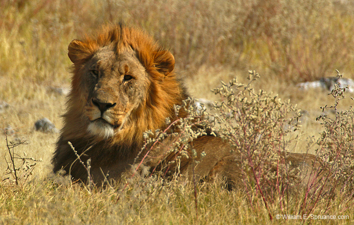 213-Male Lion  70D2-3670