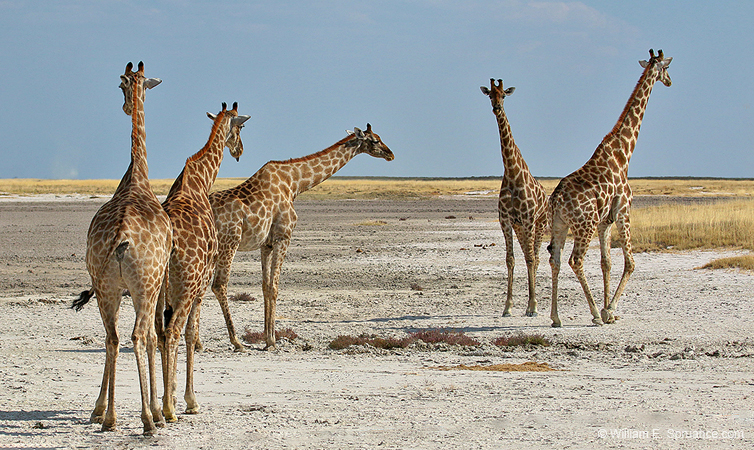 215-Giraffes on the Pan  70D2-3701