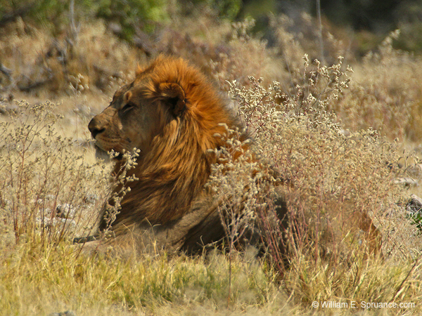 216-Male Lion  70D2-3681